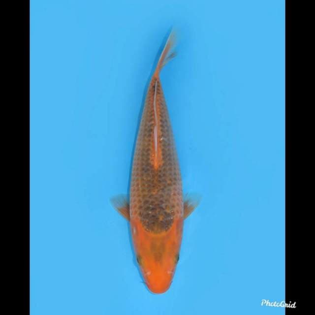 Pelengkap , 30cm