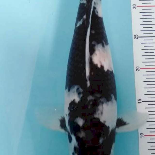 Tanco showa 41 cm