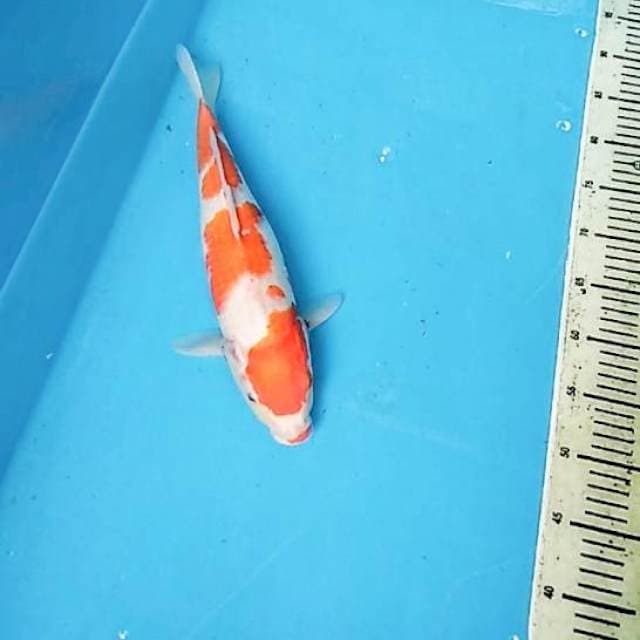 KOHAKU BERGINCU