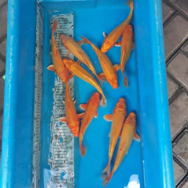 Orenji Doitsu murni