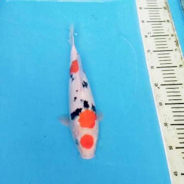 MARUTEN ORI