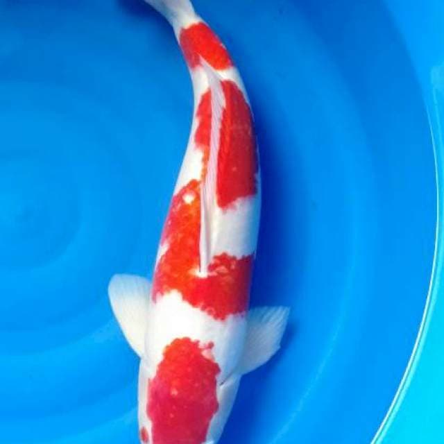 Kohaku 60bu/59cm 