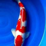 Kohaku 60bu/59cm 
