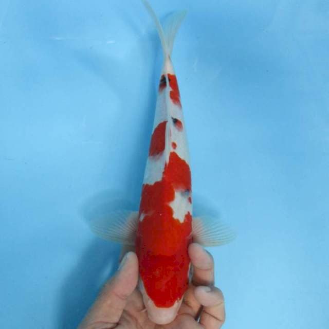Sanke 27cm