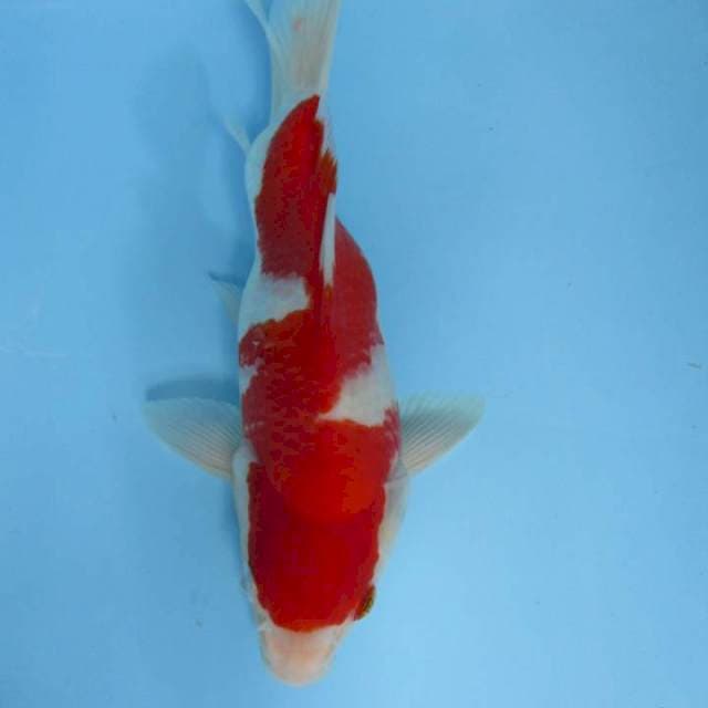 Kohaku super unix25cm