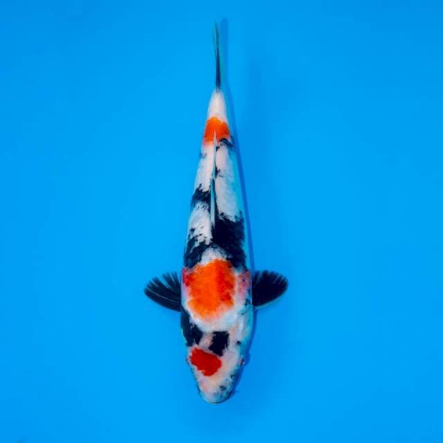 F2 MARUTEN SHOWA 26 CM FEMALE 
