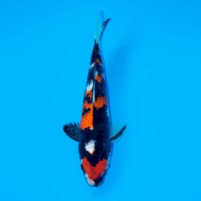 F2 MARUTEN SHOWA 26 CM FEMALE