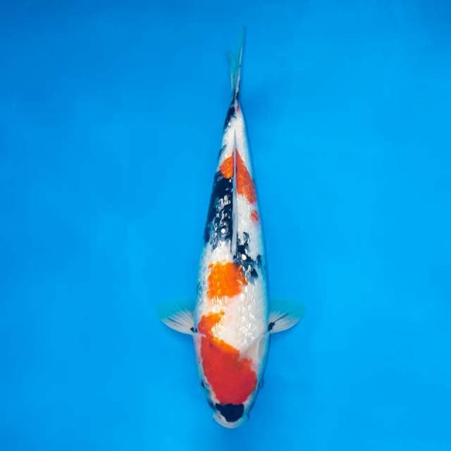 GINRIN SHOWA FEMALE 42 CM