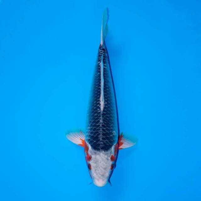 NARUMI ASAGI 36 CM MALE