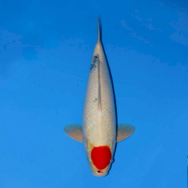 TANCHO SHOWA TATEGOI 47 CM MALE