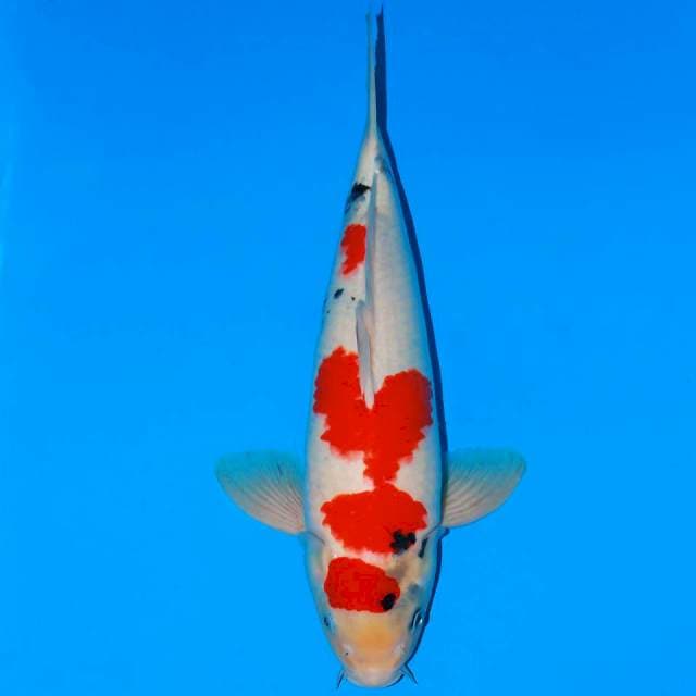 SHOWA TATEGOI 45 CM MALE