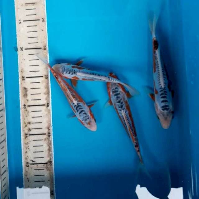 Baby shusui*16-20cm 