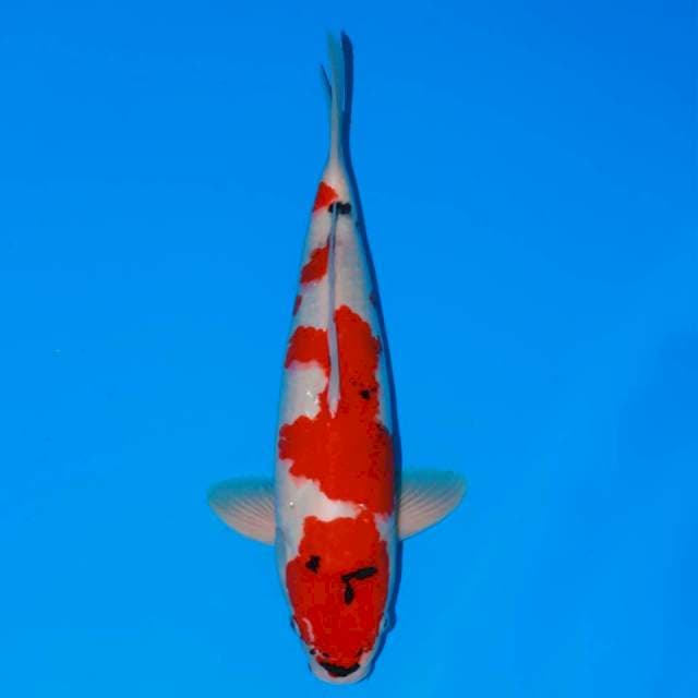 SHOWA TATEGOI 40 CM MALE