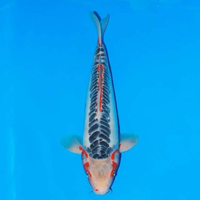 SHUSUI F1 47 CM MALE