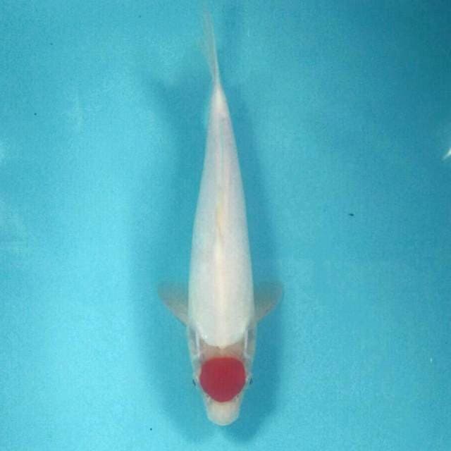 Tancho Kohaku, 28 cm
