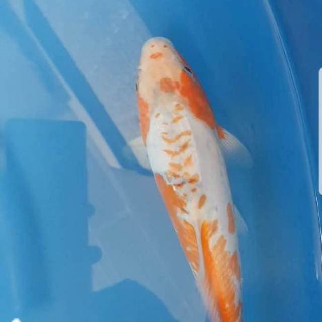 Sushui F1