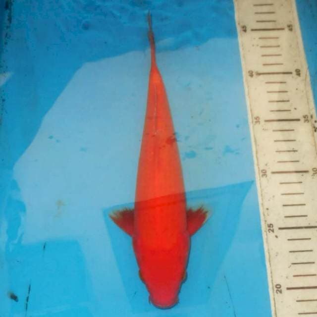 26cm BENIGOI 
