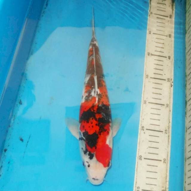 34cm SHOWA sumiroto