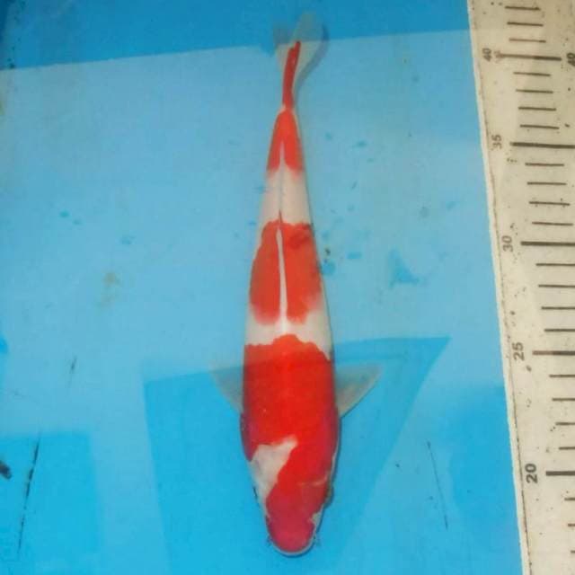 25cm KOHAKU steptigo