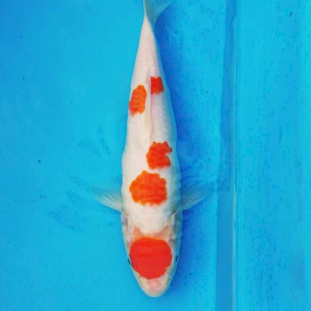 MARUTEN KOHAKU jozz