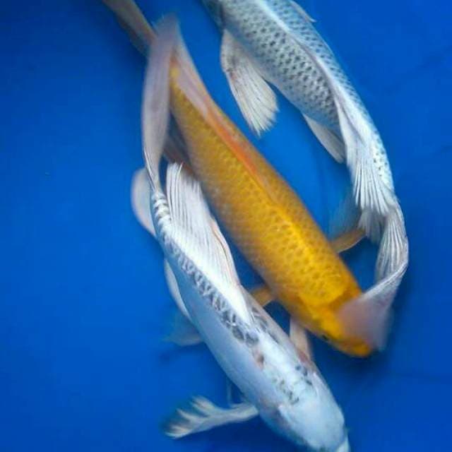 Sk trio kumpai