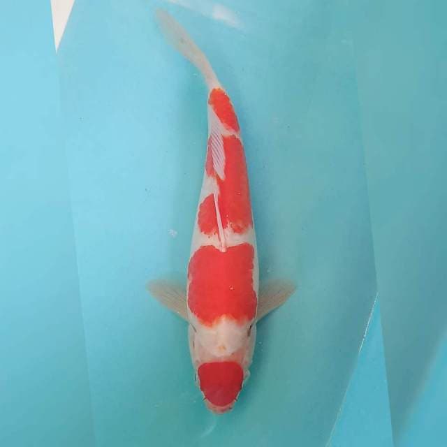 Maruten kohaku 26cm