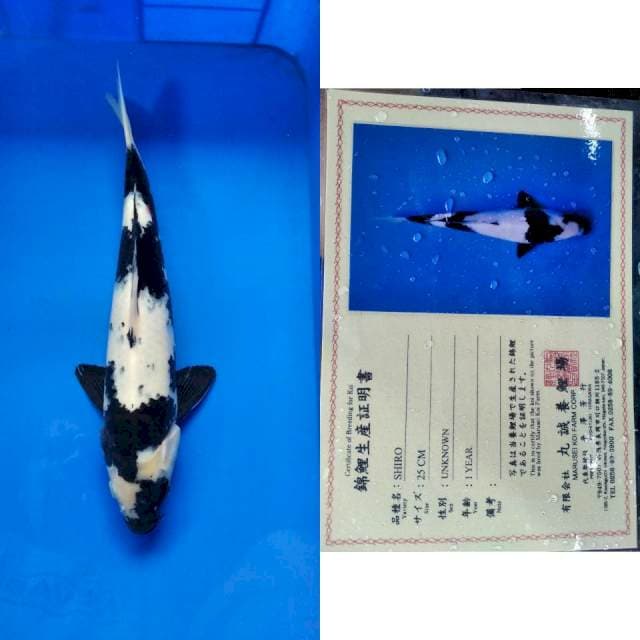 Shiro import marusei