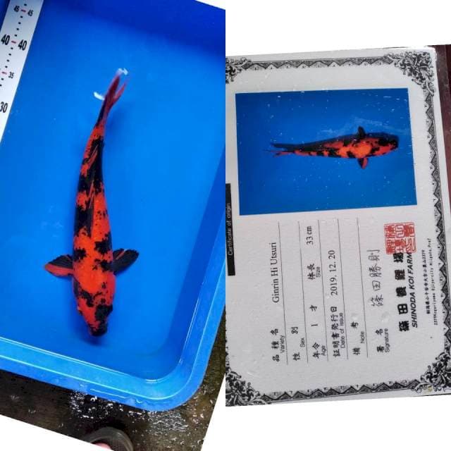 Hiu import shinoda