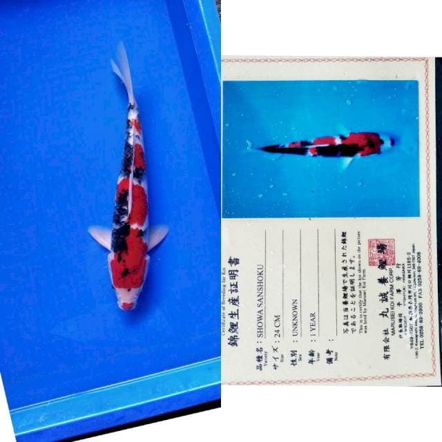 Showa import marusei