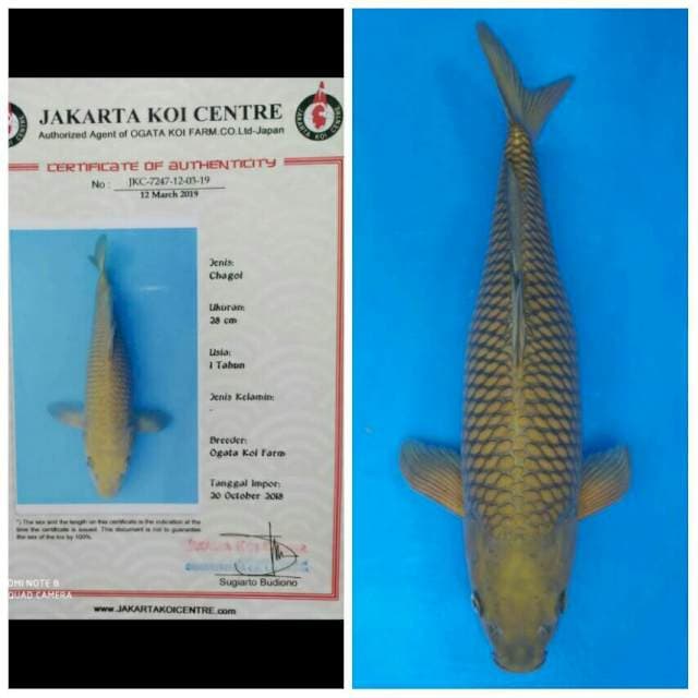 Ogata Jumbo Female Chagoi
