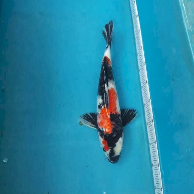 Showa shanshoku male