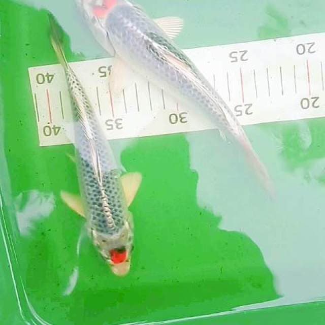 Tc kujaku 23,22cm