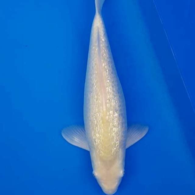 GINDRIN KARASHI 40CM