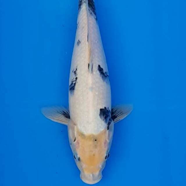 SHIRO UTSURI 35CM