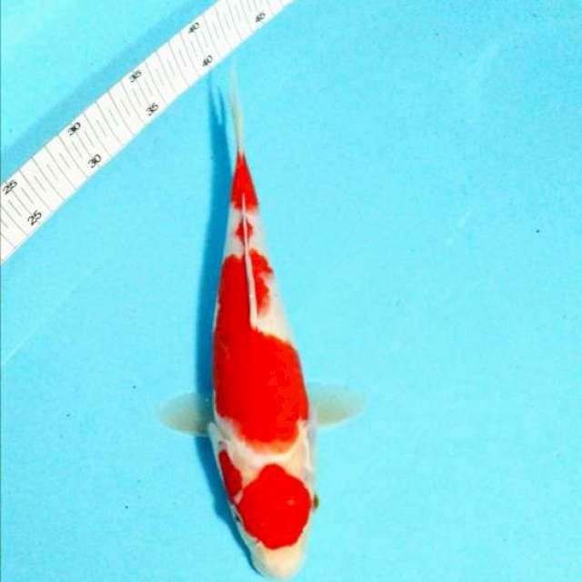 kohaku marut original