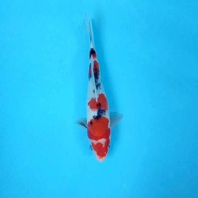 Taisho sanke # 22cm
