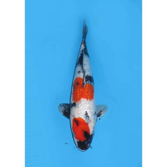 Jumbo Showa Ginrin - 38cm Male