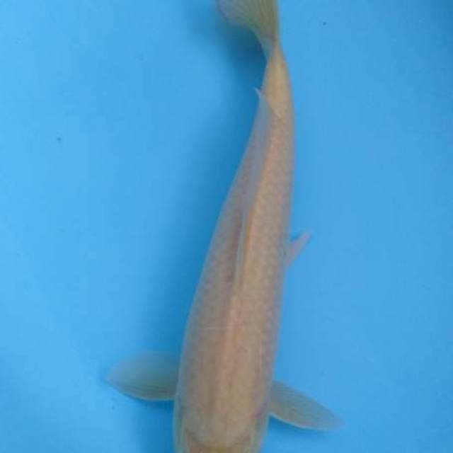 Karasi matamerah 39 cm