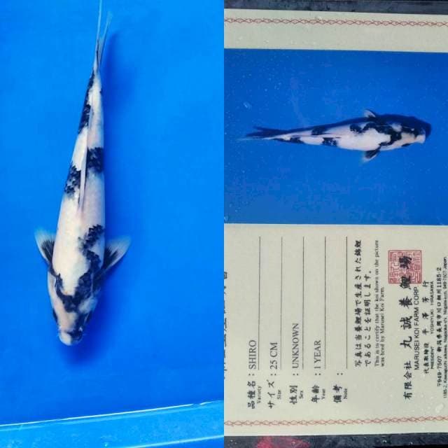 Shiro import marusei