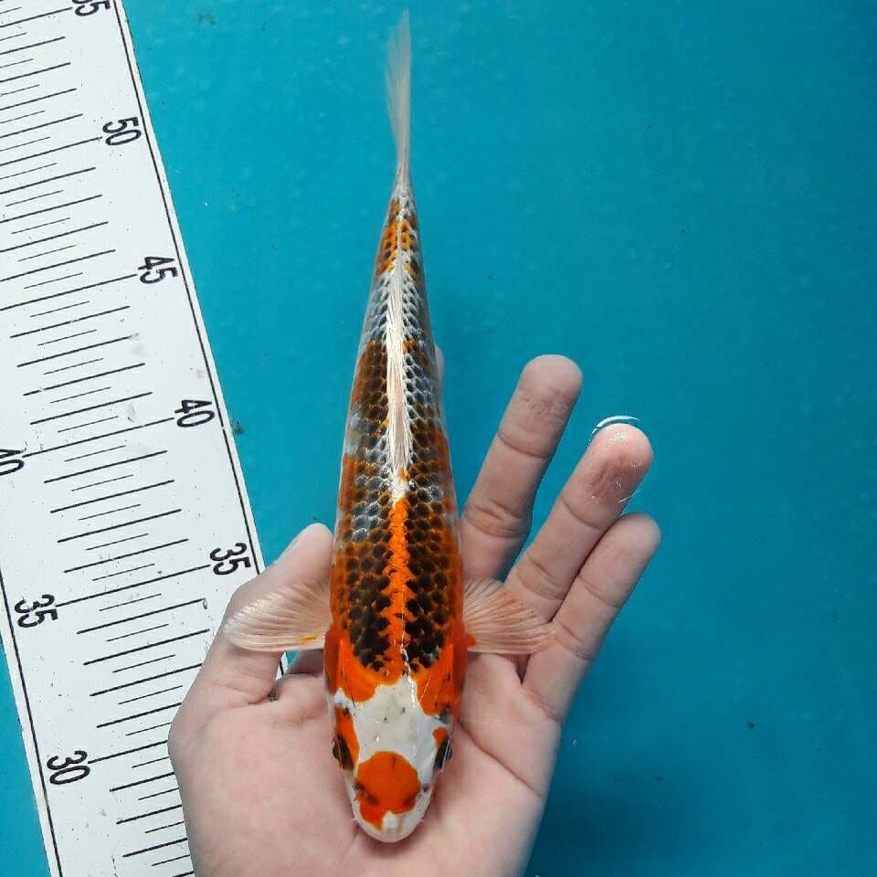 MARUBENI KUJAKU