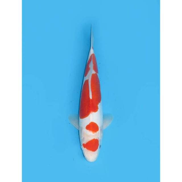 Kohaku Doitsu Murni - 32cm