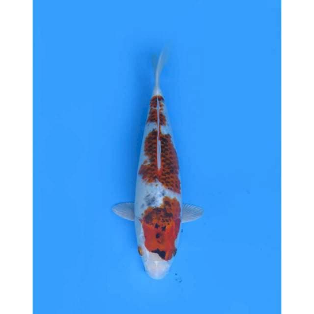 Anggur Goromo Uniq - 33cm