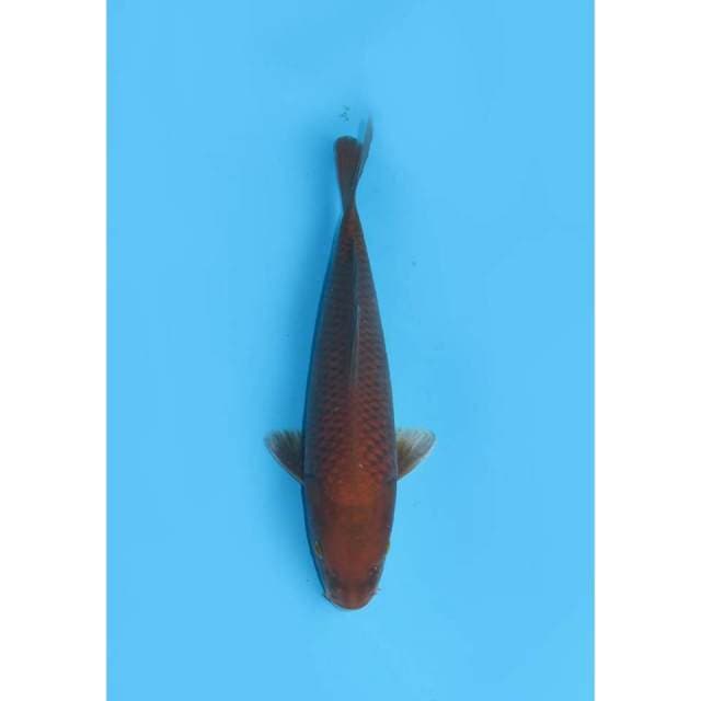Chagoi Tembaga - 25cm 