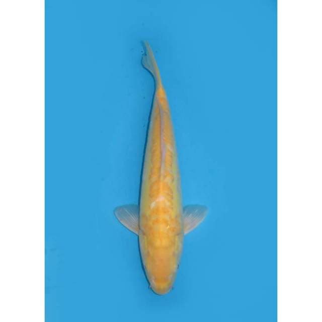 Karasi Red Eye - 37cm