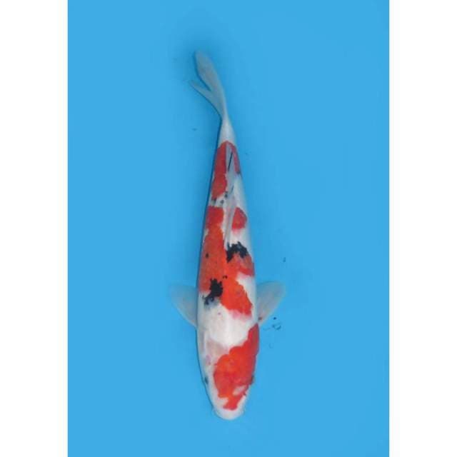 Sanke Maruten - 40cm