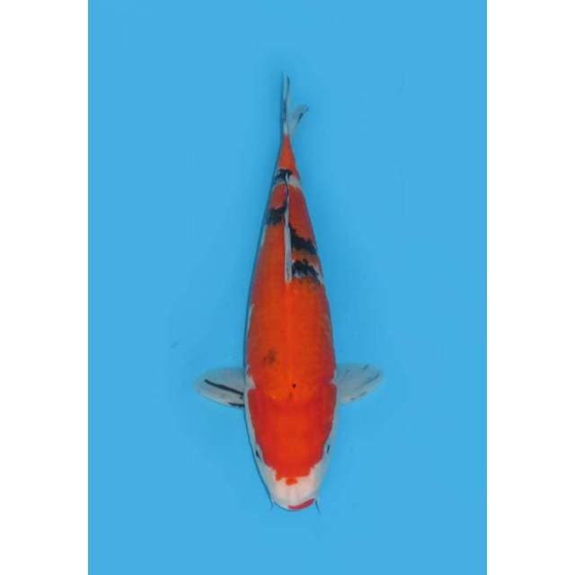 Sanke Calon Punuk - 34cm