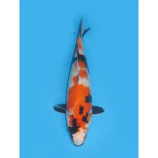 Showa Kanoko - 31cm