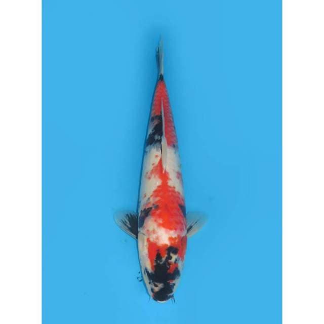 Red Showa - 38cm