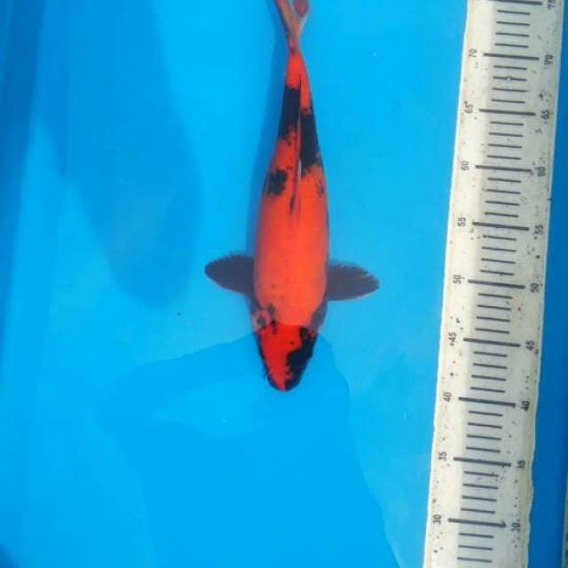 Female Hi utsuri 36cm