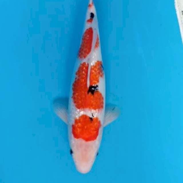 BoSu🤦